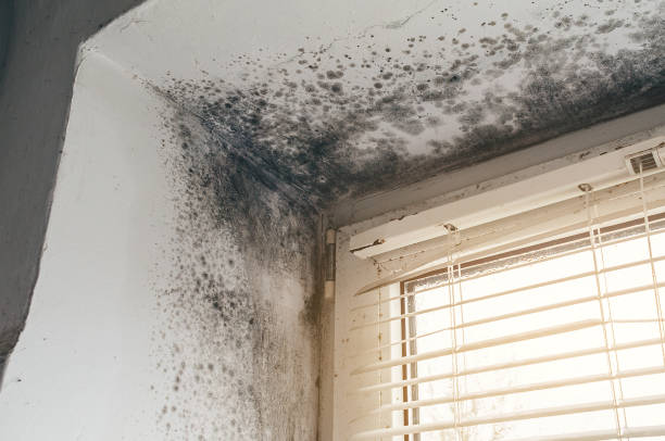 Affordable Attic Mold Remediation solutions in Lawrenceville, IL