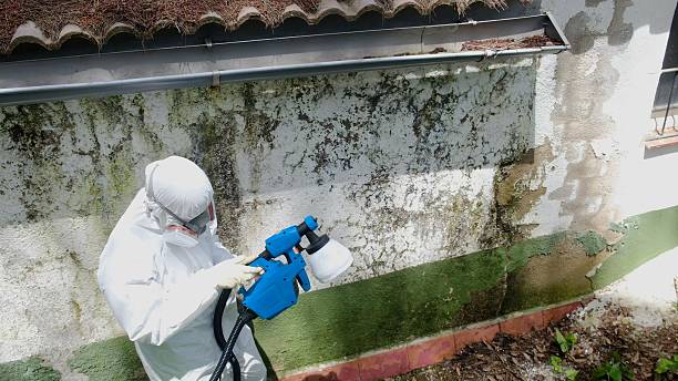 Top rated local Attic Mold Remediation specialists in Lawrenceville, IL